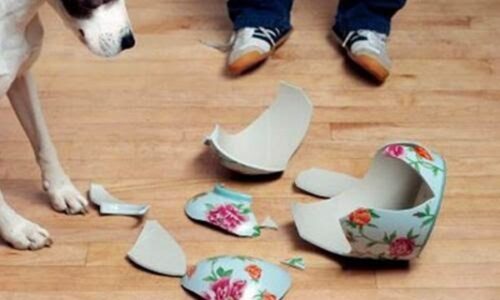 Cưới 3 năm chồng không chịu sinh con, vô tình làm vỡ bình hoa tôi phát hiện sự thật