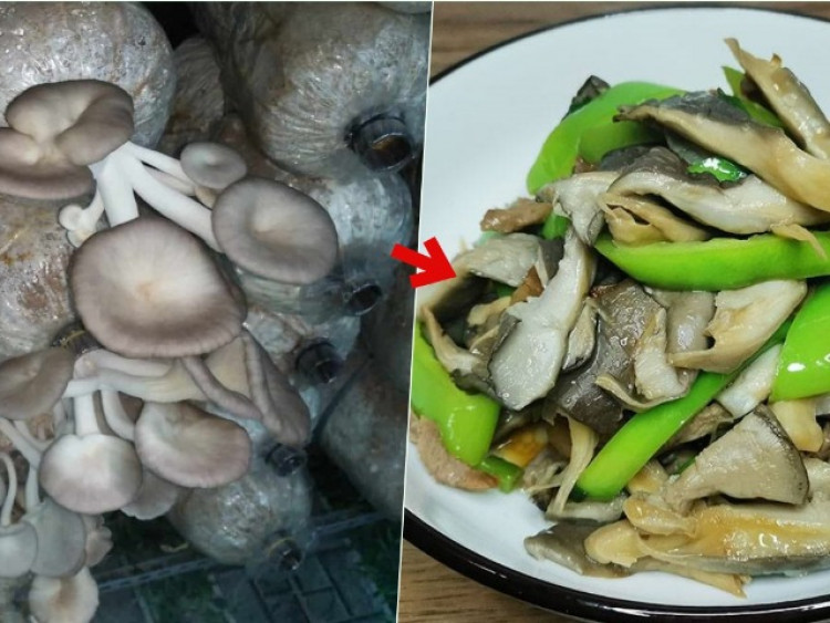 Loại nấm bán đầy ngoài chợ, đạm gấp 4 lần thịt lợn, rất ngon mà ít người biết
