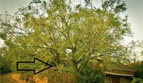 Người xưa căn dặn: Nghèo cũng đừng dại mà chặt 3 cây, đó là cây gì?