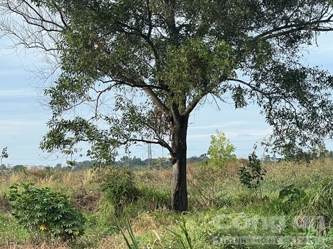 Phát hiện người đàn ông treo cổ ngoài ruộng sau tin nhắn “vĩnh biệt”