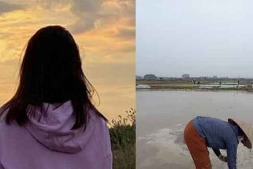 Lương 7 triệu sau 4 năm Đại học, cô gái buồn rũ rượi khi mẹ mướn người cấy thuê 450 nghìn/ngày