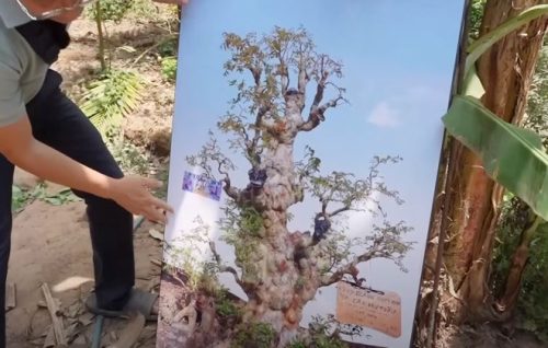 Người đàn ông ở Vĩnh Long gây sốc khi rao bán cây với giá 69 tỷ đồng