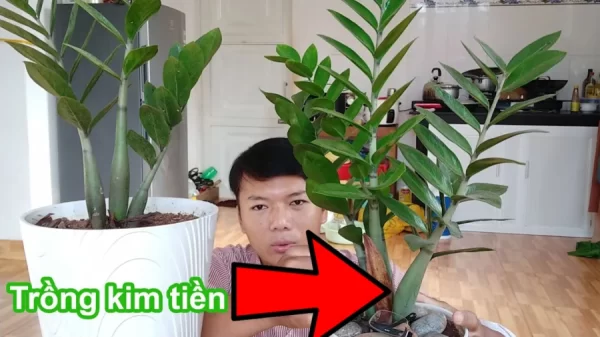 3 vị trí tránh đặt cây kim tiền kẻo tài lộc đứt đoạn, 2 vị trí hút vận may