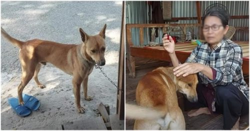 Chú chó biết nói tiếng người nổi tiếng khắp miền Tây