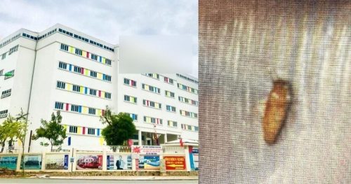 Bữa ăn 1 Trường tiểu học quốc tế ở Hà Nội có gián, học sinh hỏi thì cô giáo bảo là con ong