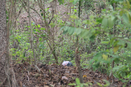 Nghệ An: Chủ tịch huyện tử vong trong bụi cây sau một đêm mất tích