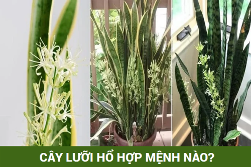 cây lưỡi hổ hợp với mệnh nào