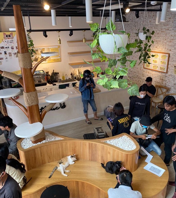 quán cafe mèo linh ngọc đàm