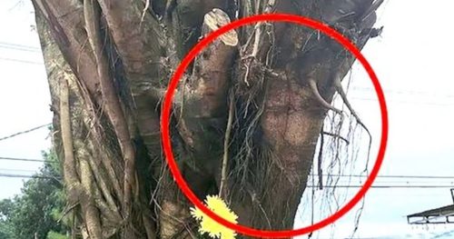 Xuất hiện mặt người trên thân cây khiến nhiều người đổ xô đến cầu nguyện