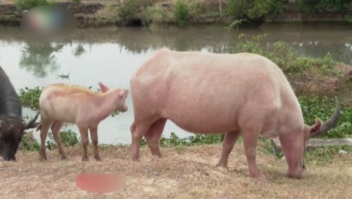 Người đàn ông Tây Ninh sở hữu đàn trâu có màu da độc nhất vô nhị