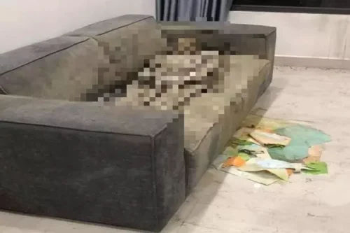 Phát hiện thi thể cô gái trên sofa trong căn hộ chung cư ở Hà Nội