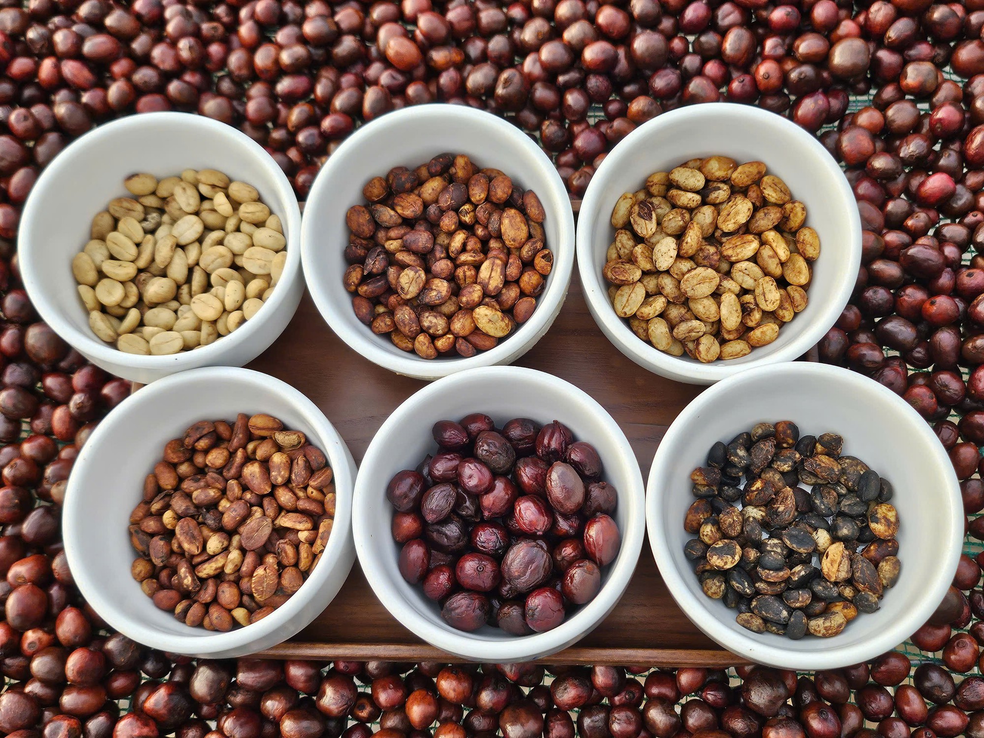 Giá cà phê hôm nay 21-11: Quay đầu tăng mạnh trước nguy cơ thiếu hụt nguồn cung